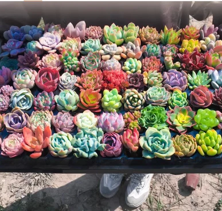 随机多肉三颗 冠幅3-5cm