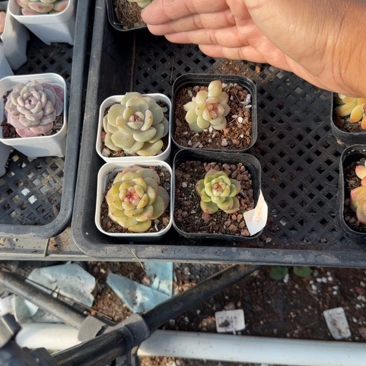 小卡拉米糖心一物一拍