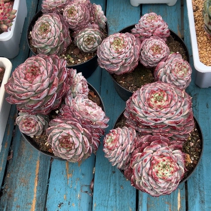 精品多肉植物老桩随机发一棵天鹅绒