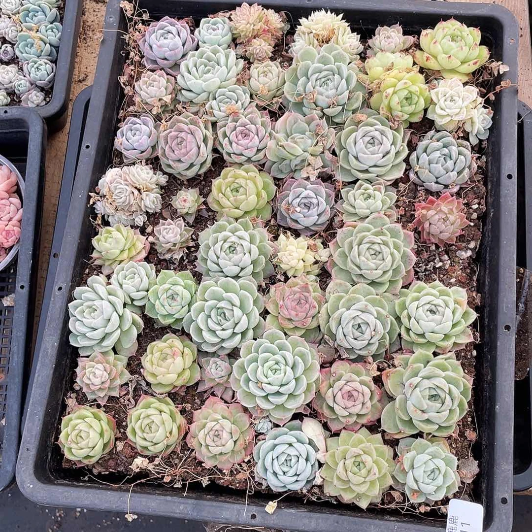 百***味211。 定。