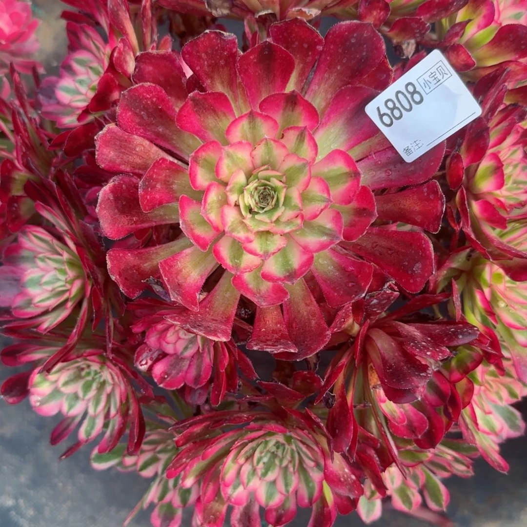 在**方6808红铜多肉多肉