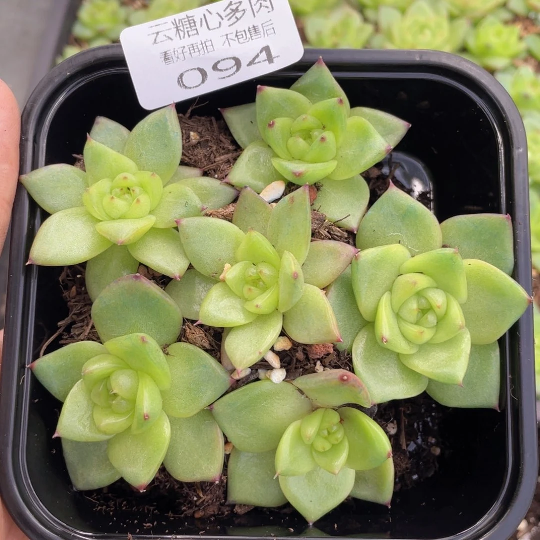 云糖心多肉植物94