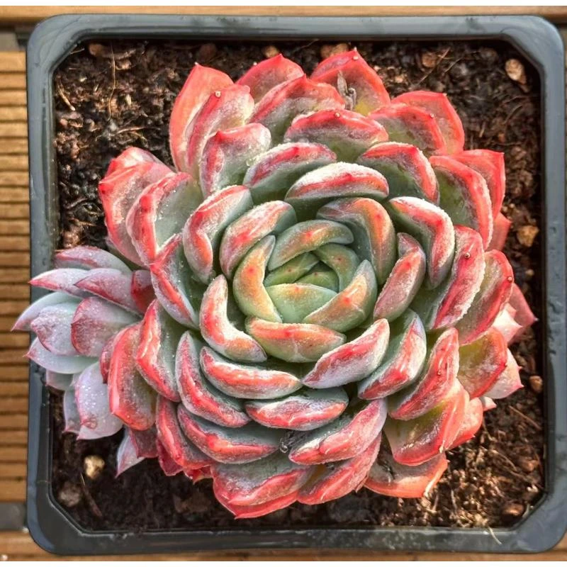15#胖东冬多肉植物  前男友精品多肉 SM0559