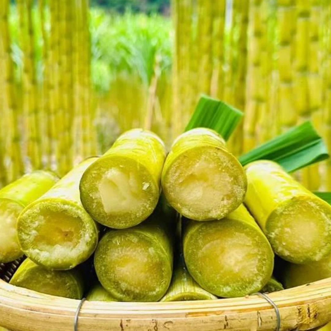 【广西黄金甘蔗】现砍现发脆甜多汁当季新鲜水果产地直发