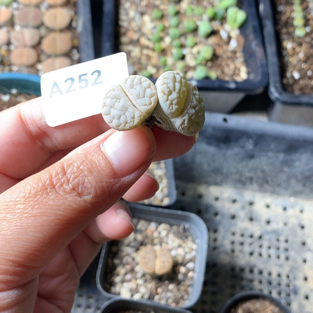 C**?A252多肉植物保护