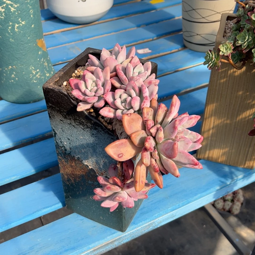 奥普带盆物流自理