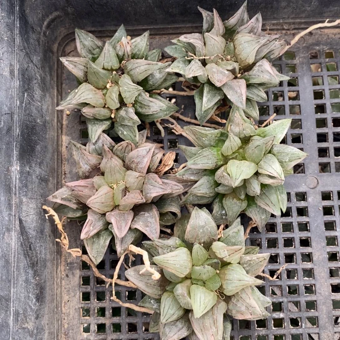 1928 一颗西瓜寿。福利。