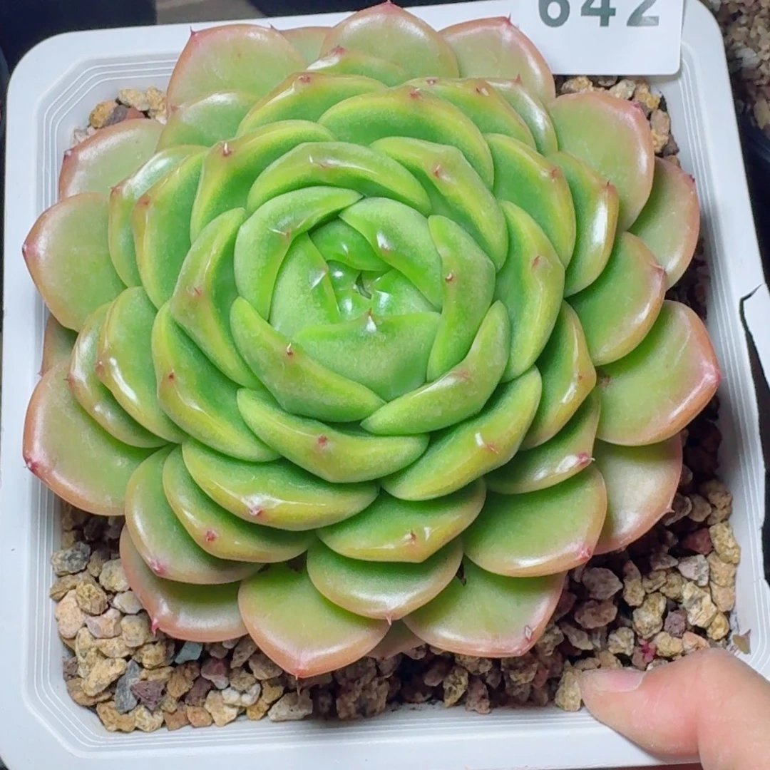 翡翠珍妮      愿你一路坦途，乘风破浪展宏图