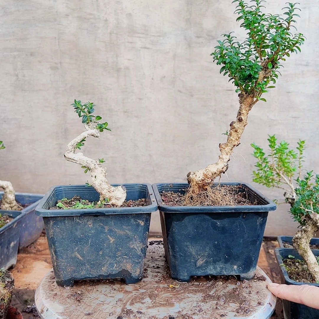 无花朵珍珠黄杨盆栽素材