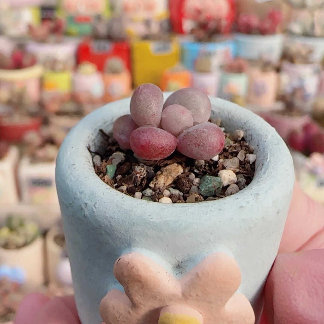 可爱小奶酪 盆口1.8cm