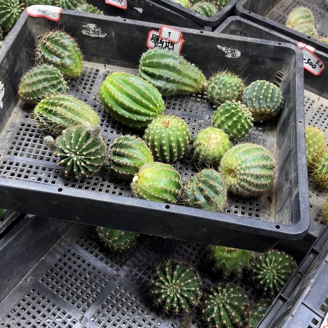 15品彩侧牙20包邮仙人球