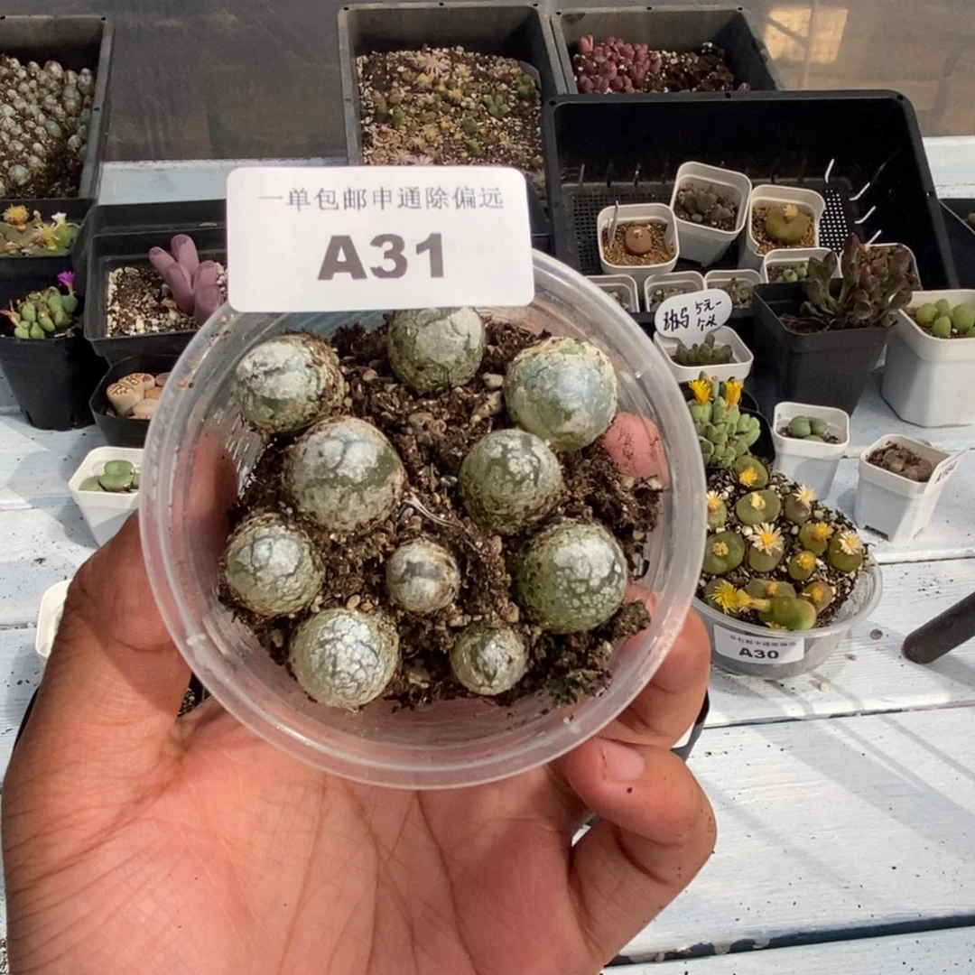 1022--番杏福利a31灯泡