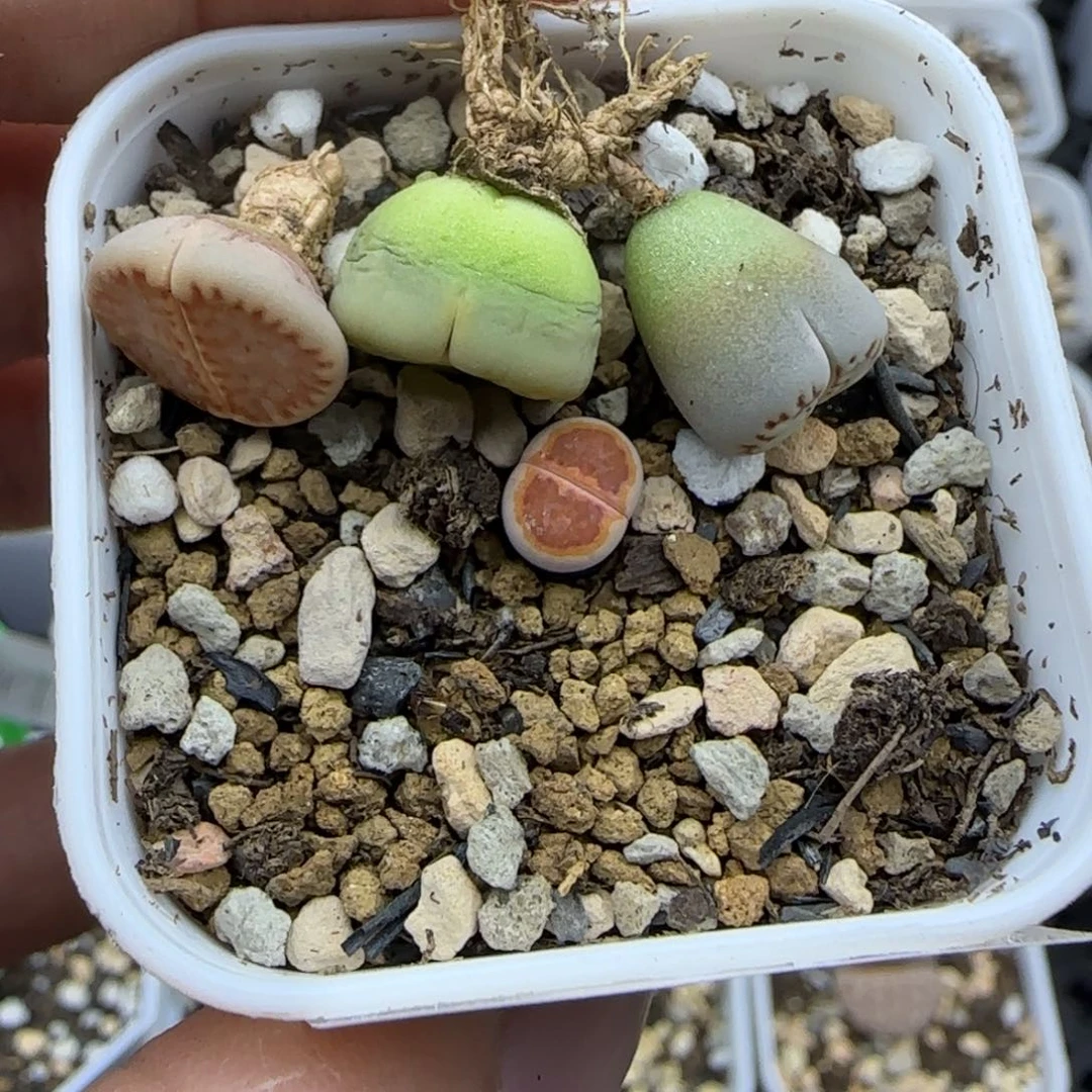 阿***719-2福利专拍30包邮