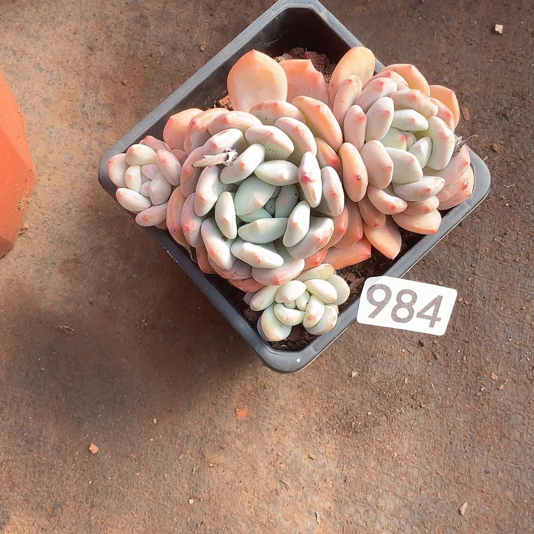 984 一物一拍多肉！