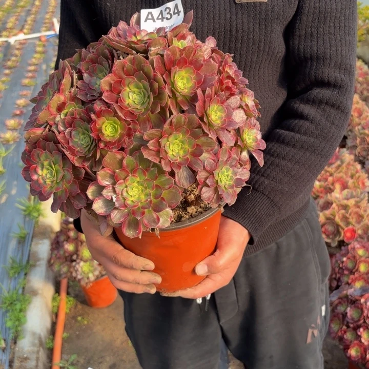 瑞妈，。。。。。。434安娜，