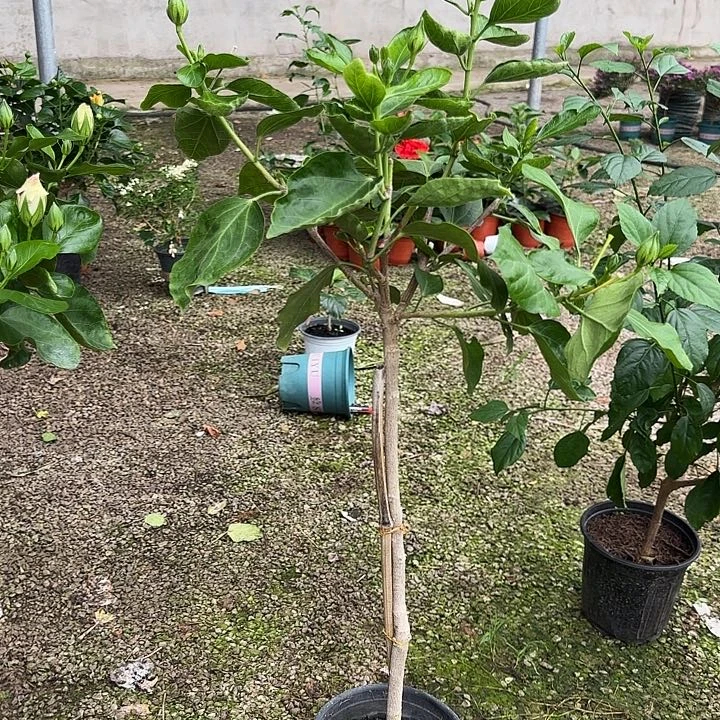 菲***）完全开放新杜瑞拉