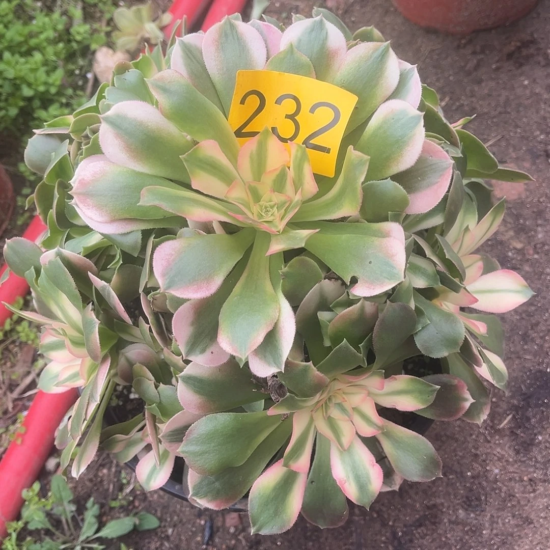 232香妃多肉植物多肉植物