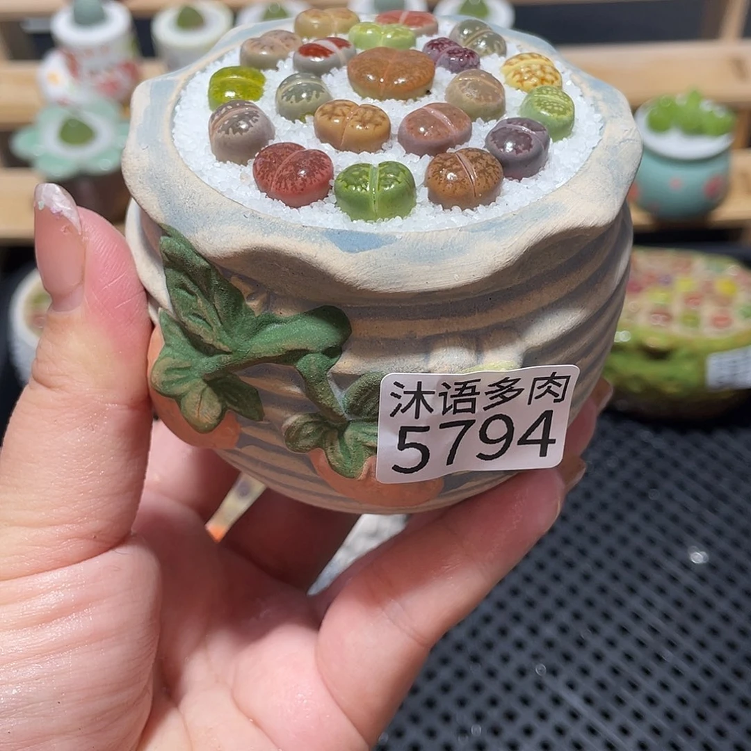 歖***歖带盆土植物 一物一拍5794