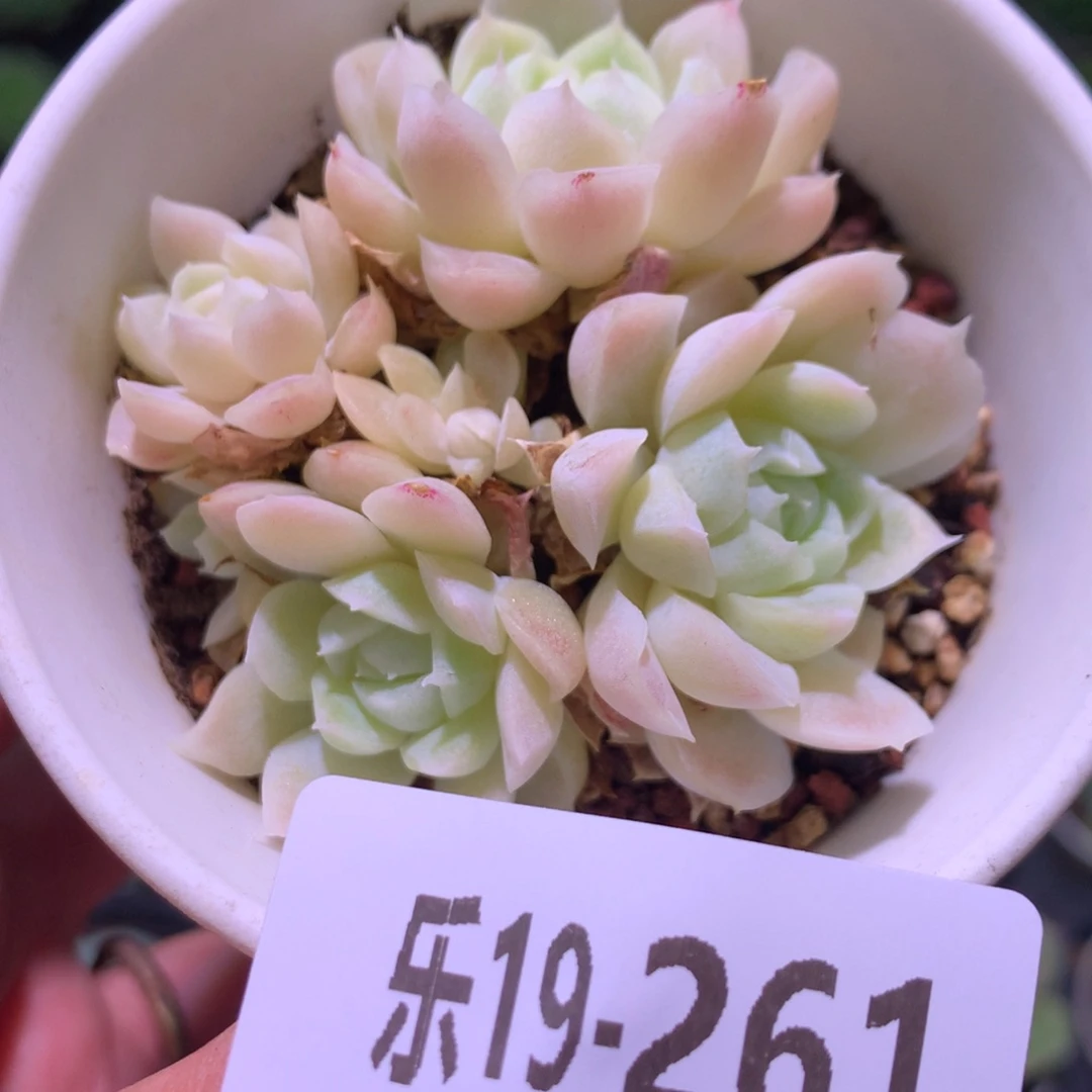 乐然19-261 白月影群