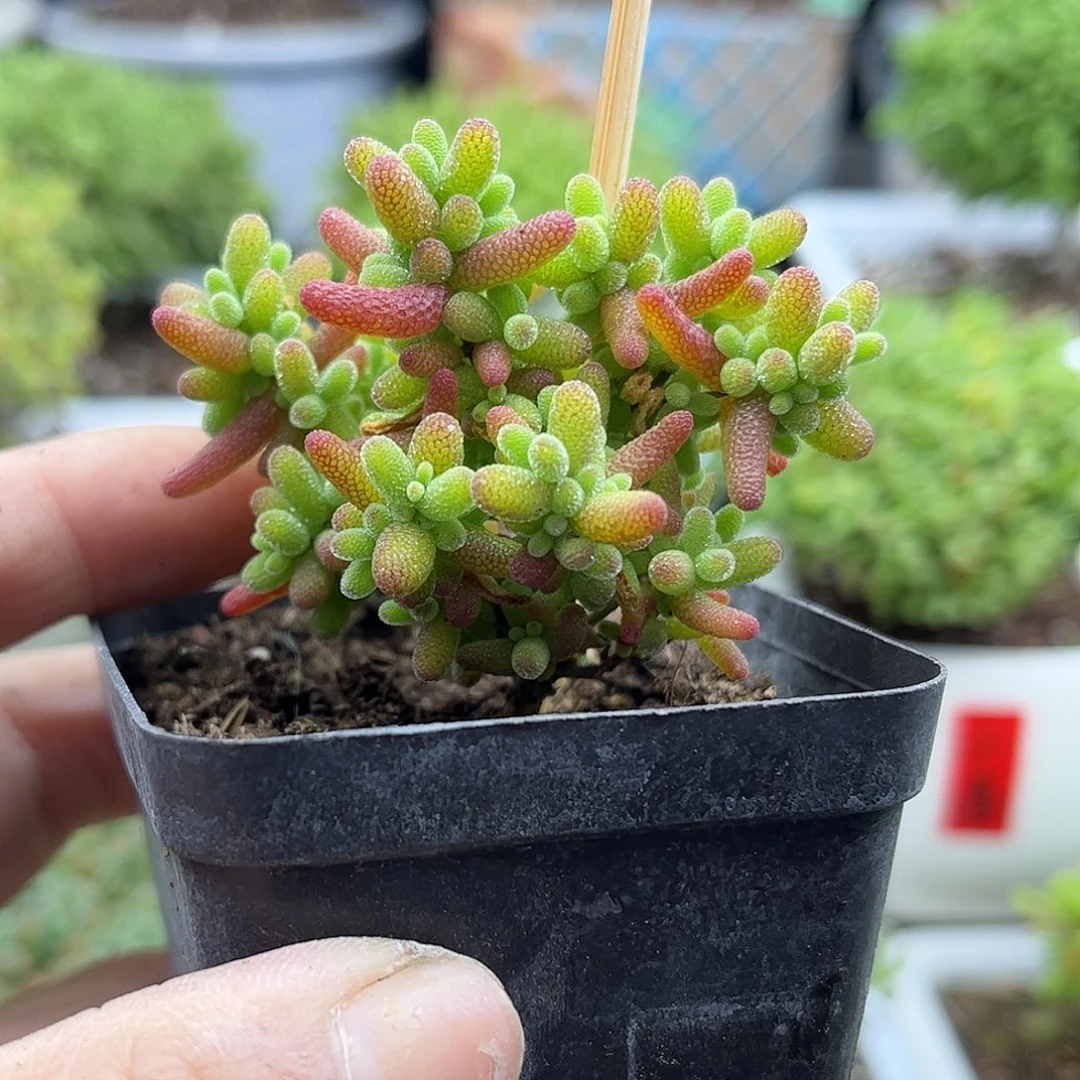 34蜜桔糖球优选枝干