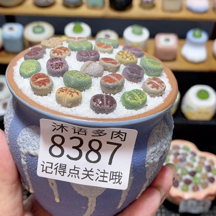 带盆土植物 精美盆栽8387
