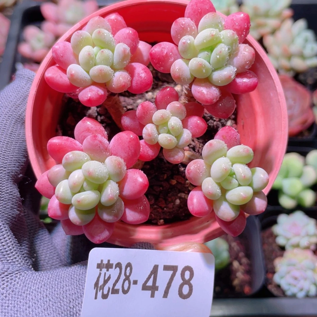 花利美28-478洛可可