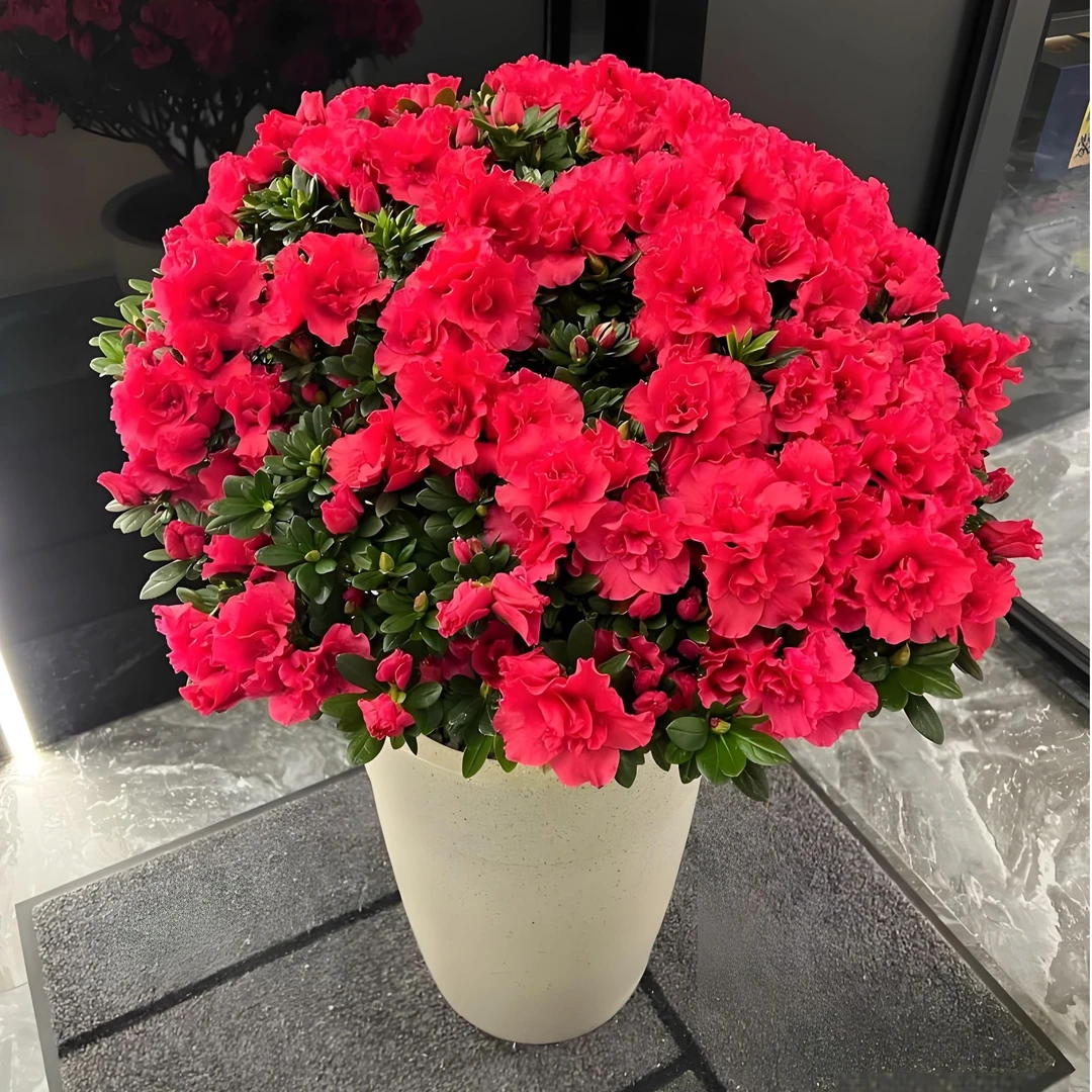 【立减20】杜鹃花年宵花新年快乐