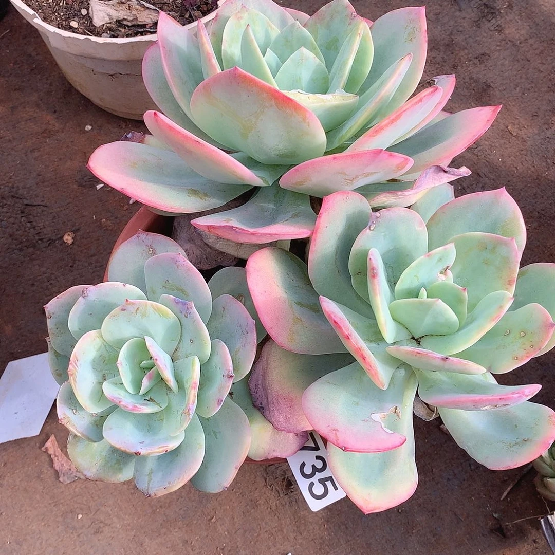 735凤 一物一拍多肉