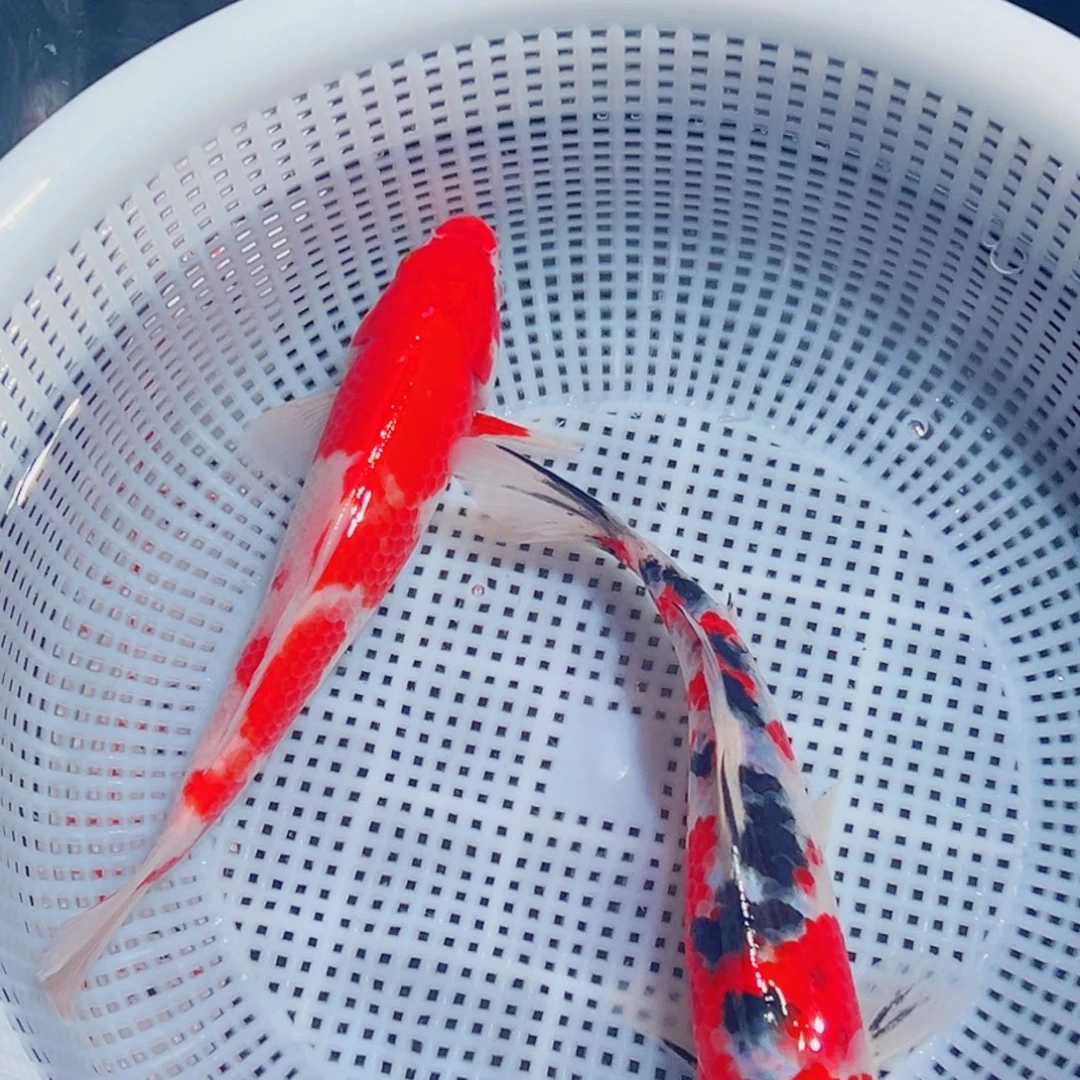 锦鲤锦鲤观赏鱼1111