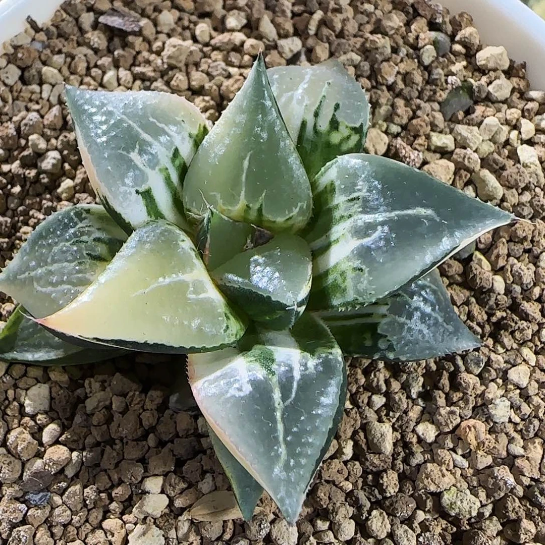 685号酒吞童子锦5.2左右一物一拍带盆