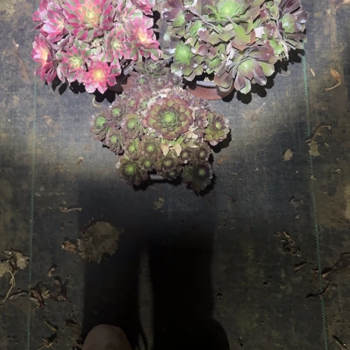 一单包邮不包侧枝7