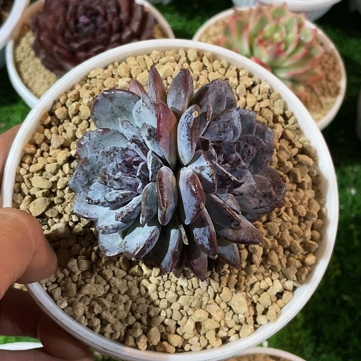 暗黑系列多肉一物一拍