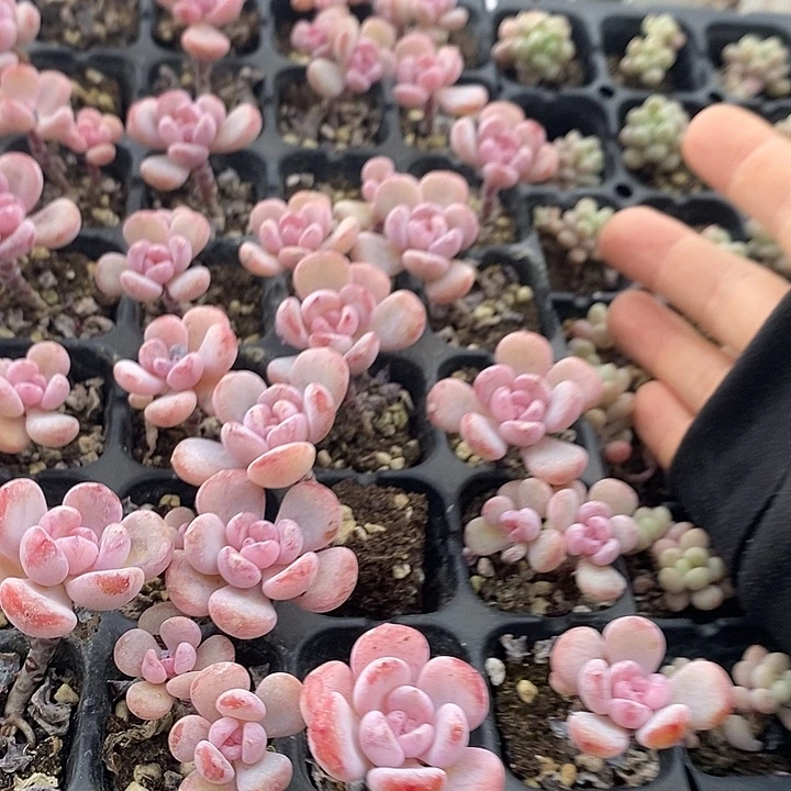 56 多肉植物盆栽花卉