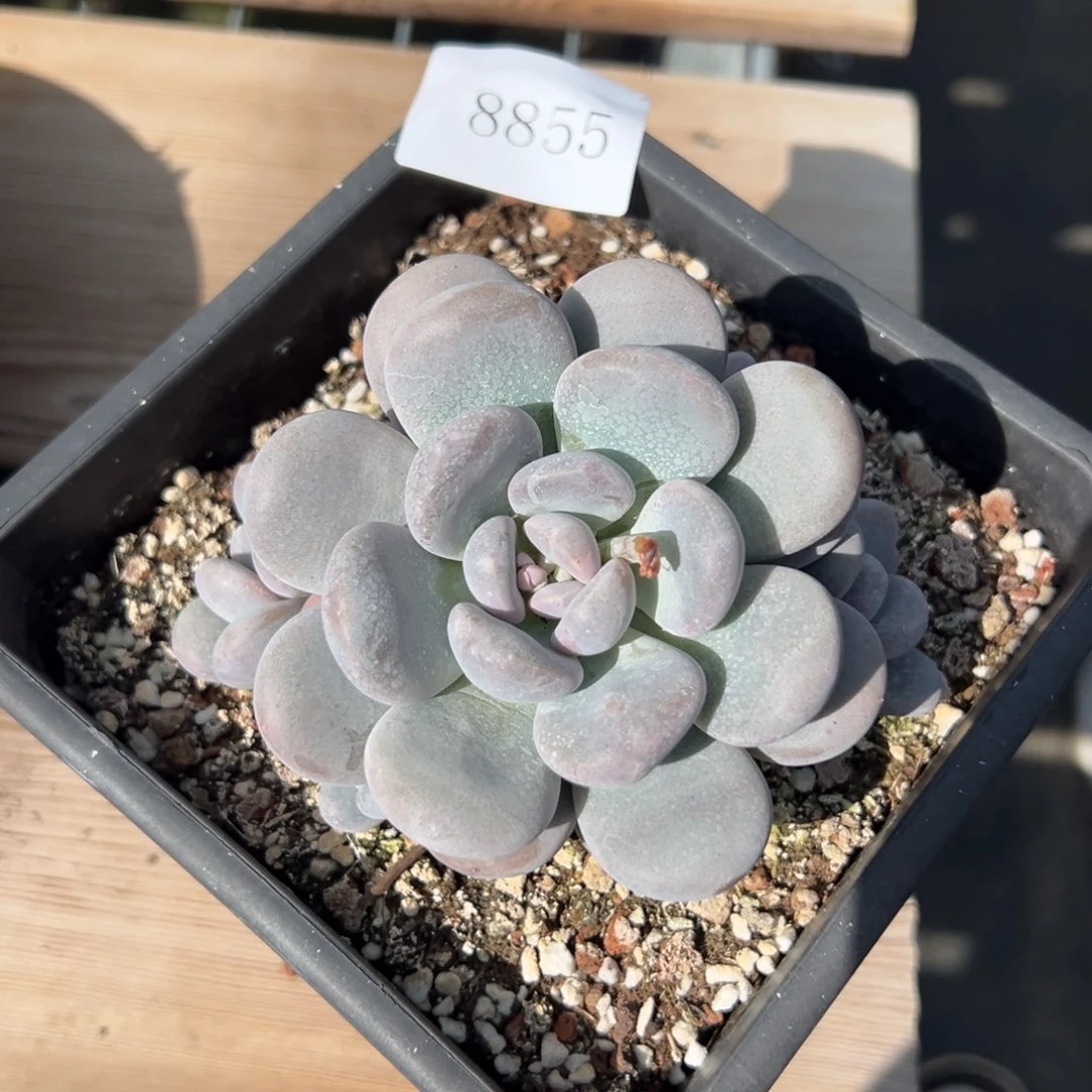 8855多肉多多多多多