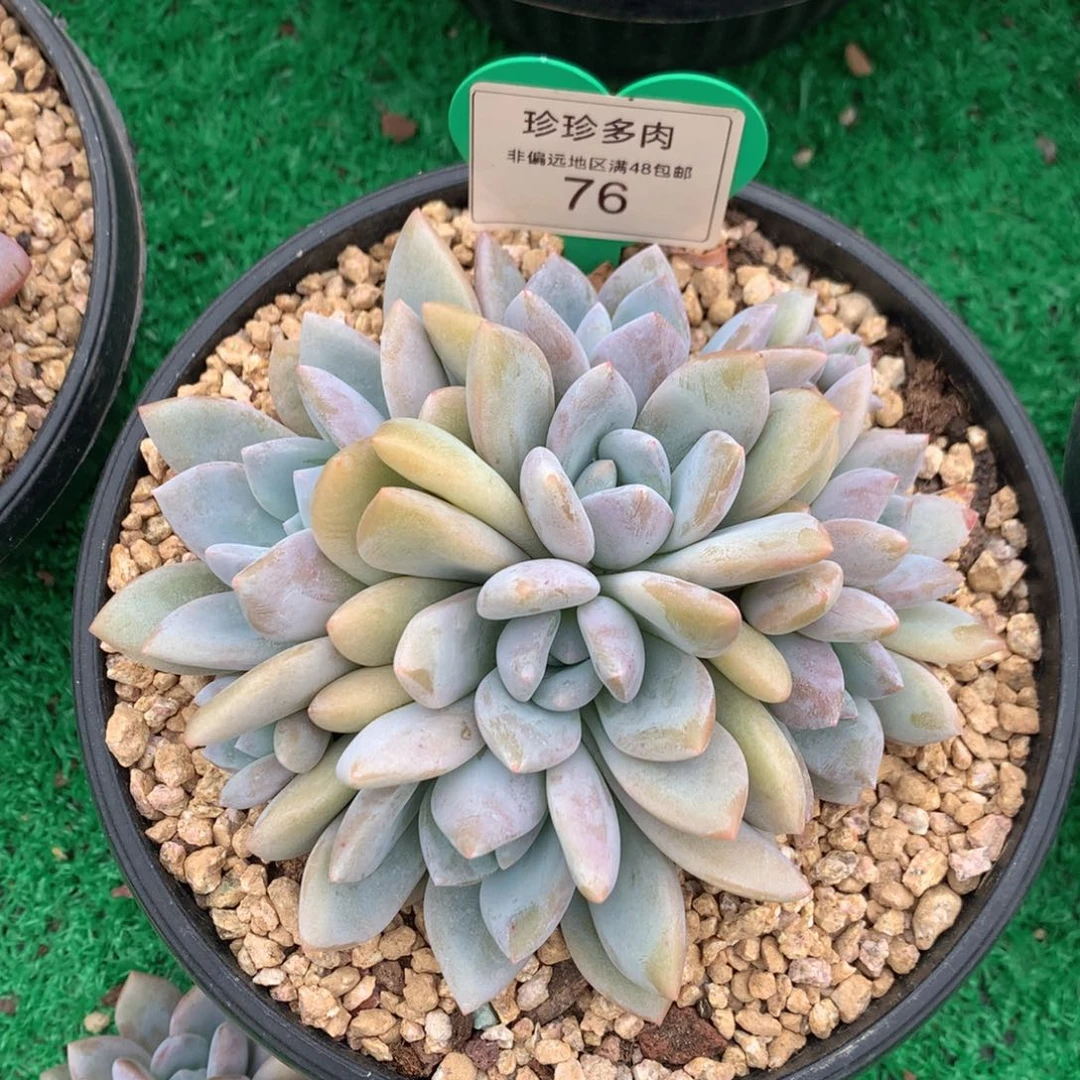 果糖群生无砍平头76