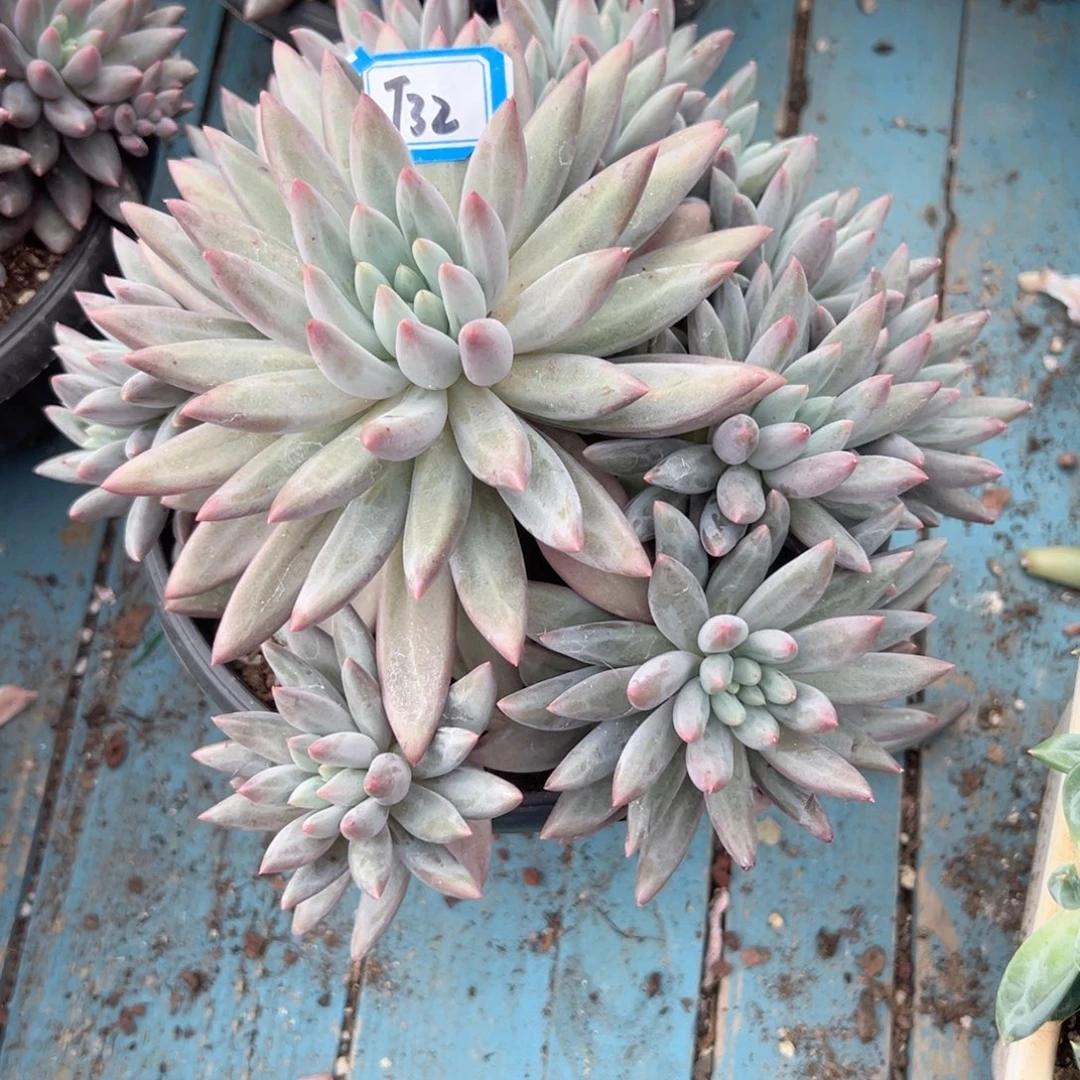 焦***丁精品多肉植物老桩