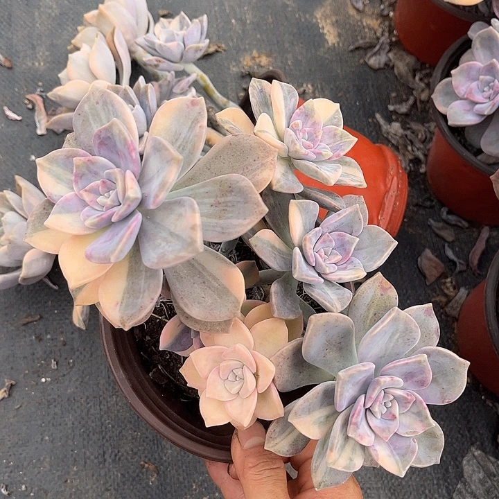 紫乐景19.99多肉植物精品