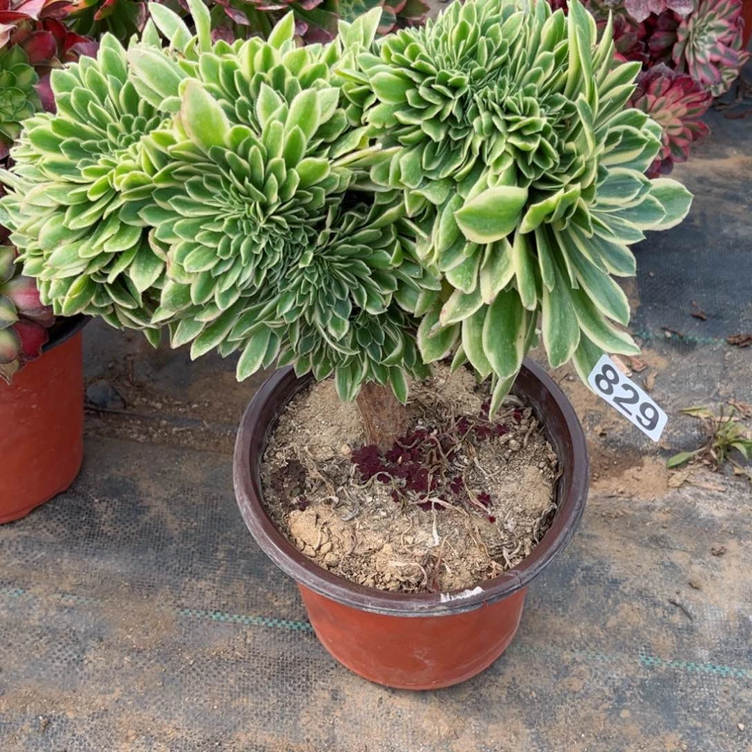 829芳华缀化多肉植物