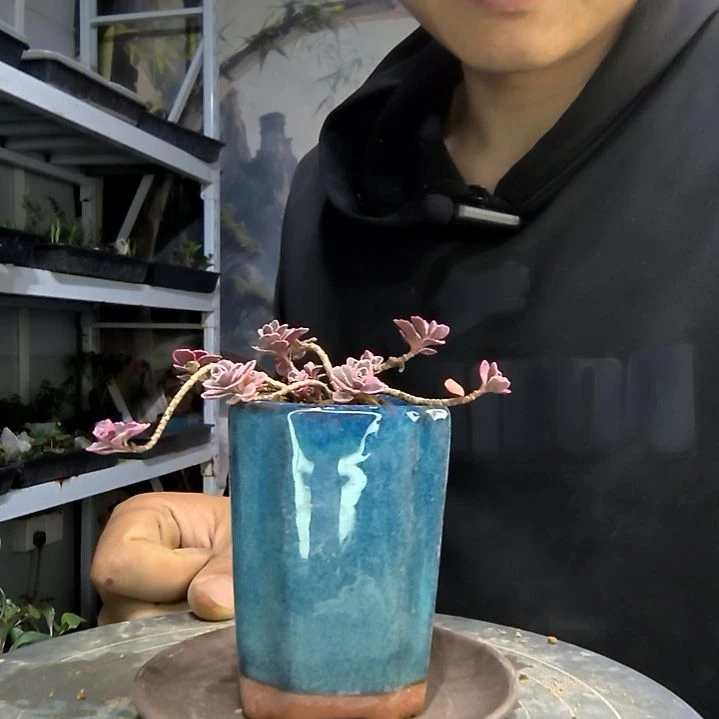 ?中青园艺一物一拍93