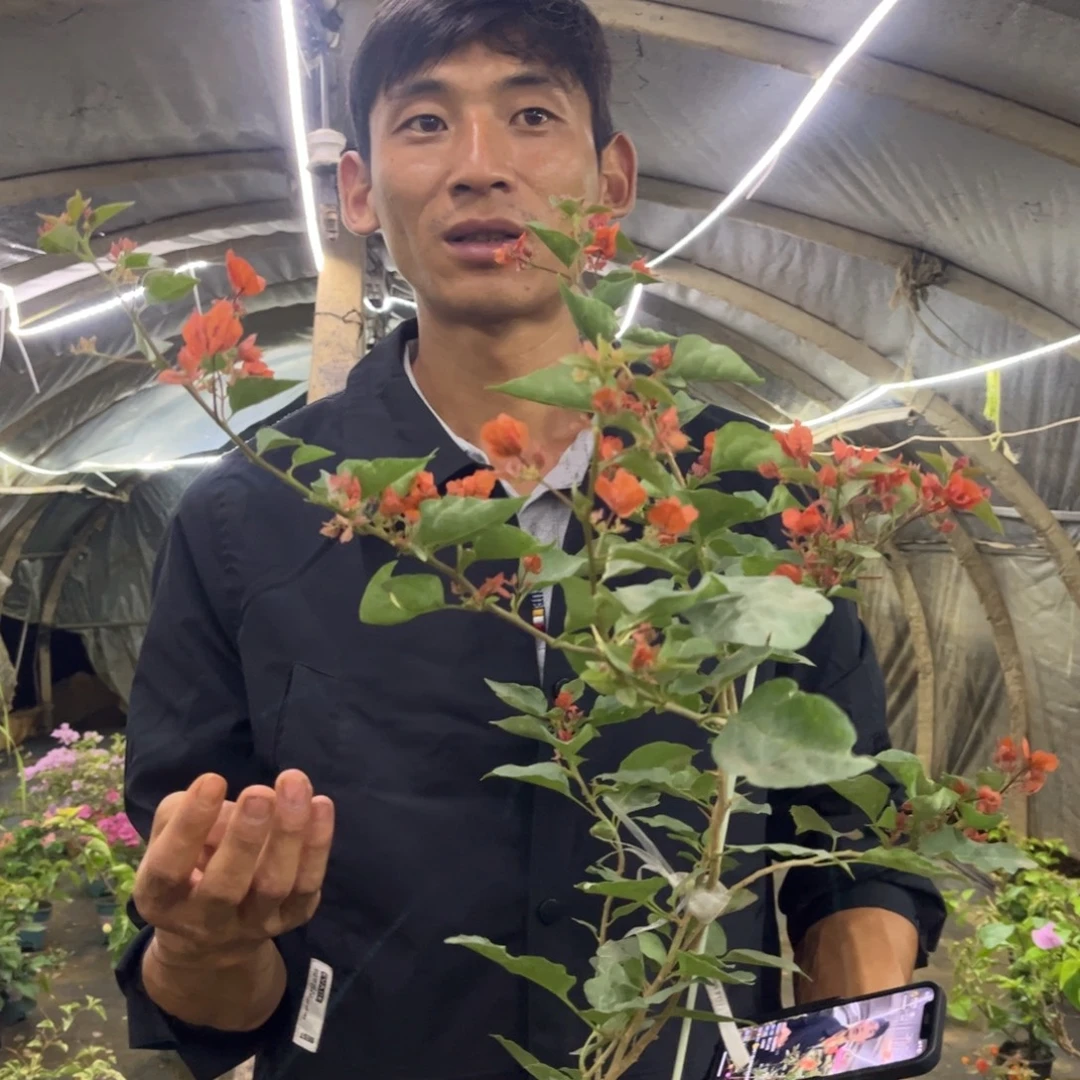呼***呼完全开放（尼罗河女神）三角梅会落花落叶会光杆苗有大有小