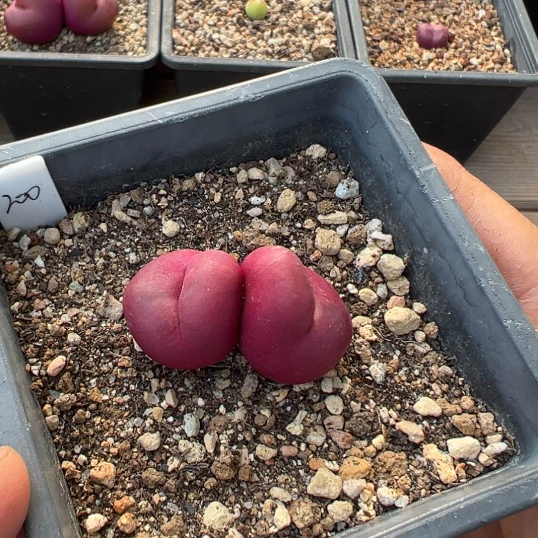 多肉单头优选吕氏一头  群切