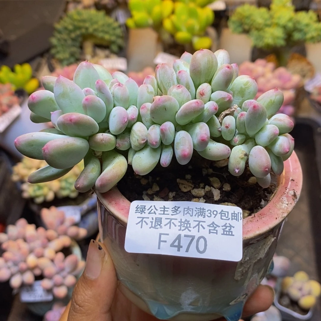 470苹果奶四代缀多肉8c m