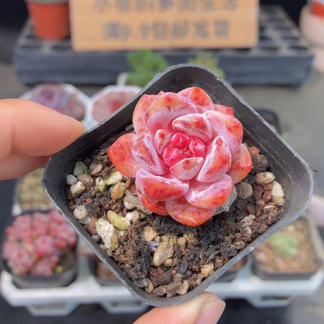 糖心肉多肉9.9包邮发货