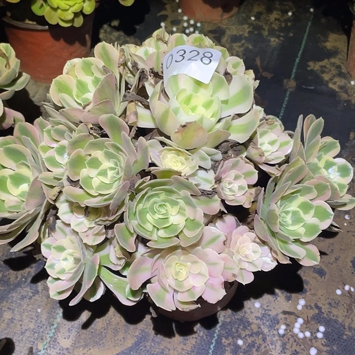 多肉植物法师328妖月
