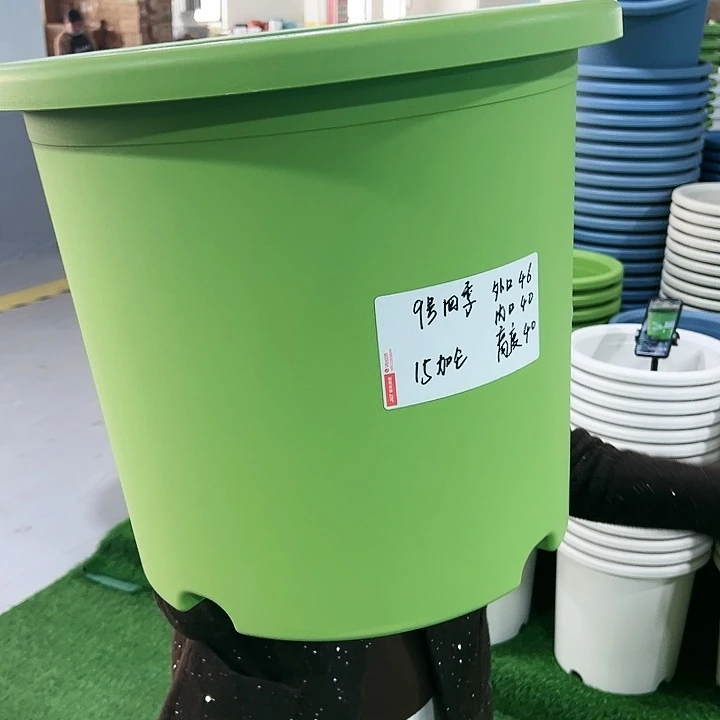 特价9号四季口46高40果绿无托4只