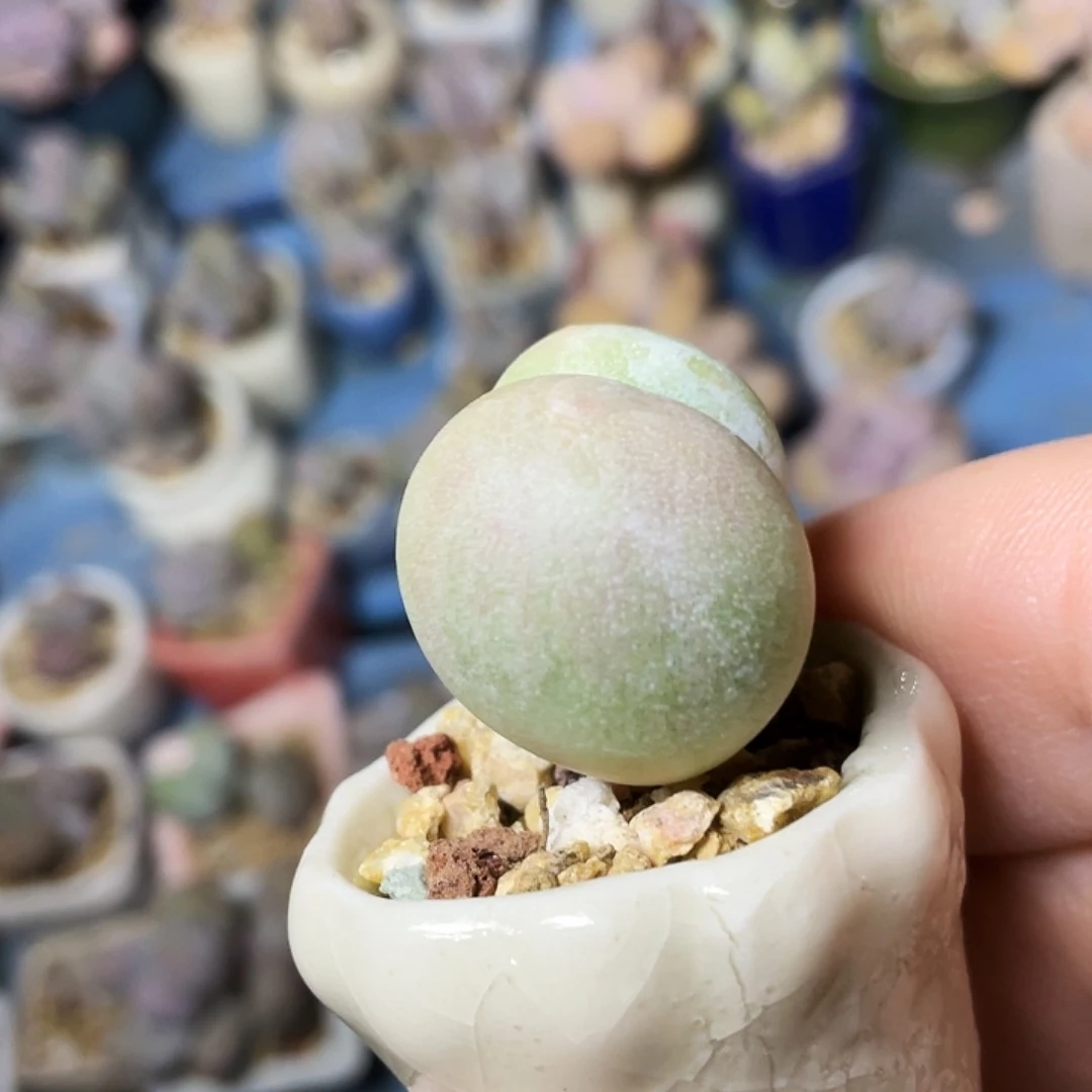 是***呀多肉植物的生长发育和生长发育等