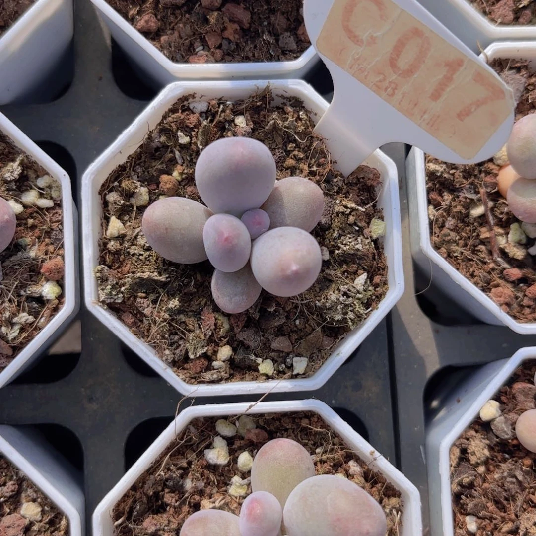 C017Mike奶一物一拍