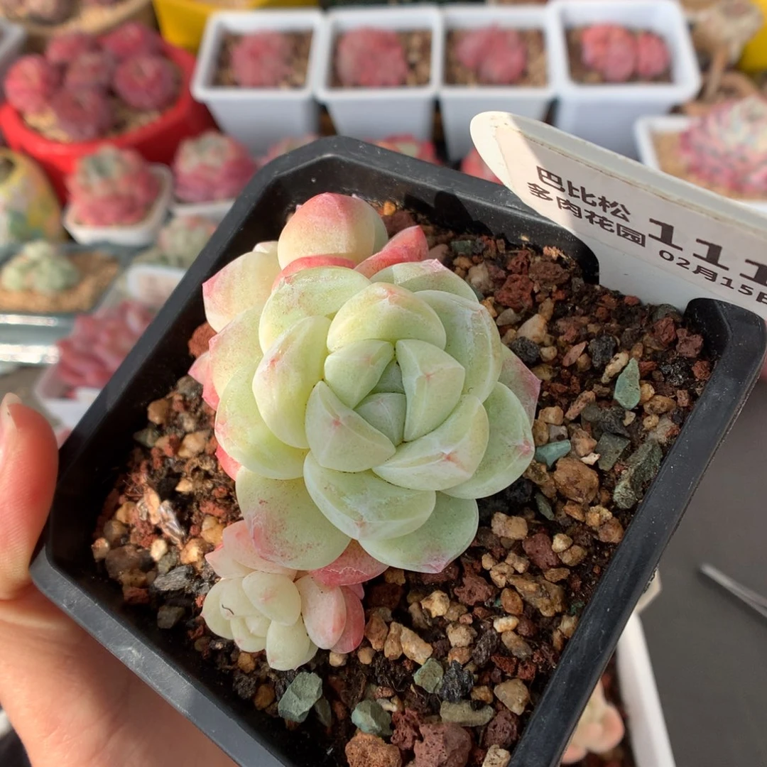 111双头冰玉微瑕多肉植物