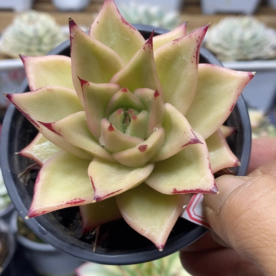 2978 精控星星锦