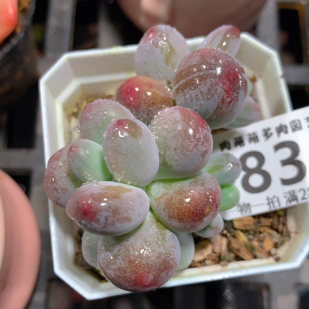 5CM拇指盆精控多肉ZL834